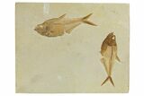 Plate of Two Fossil Fish (Diplomystus) - Wyoming #295609-1